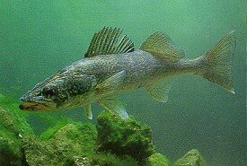 Fishing in Wisconsin and the Great Lakes
